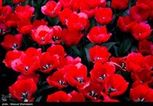 لاله ها‌ی بهاری در باغ ایرانی