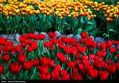 لاله ها‌ی بهاری در باغ ایرانی