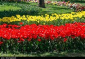 جشنواره گل‌های لاله - مشهد