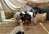 عرضه دام زنده در 4 نقطه شهر گرگان به مناسبت عیدقربان