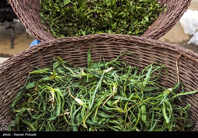 بازار فروش گیاهان بهاری در سنندج