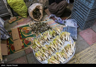 بازار فروش گیاهان بهاری در سنندج