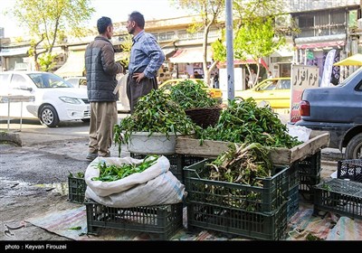 بازار فروش گیاهان بهاری در سنندج