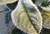 باغداران مراقب سرمازدگی باشند