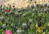 کشف و امحای 50 هزار بوته خشخاش در اردکان