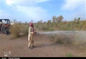 هجوم سهمگین ملخها به مراتع جنوبی خواف+ فیلم