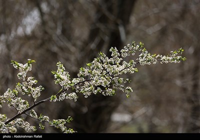 شکوفه های بهاری - همدان