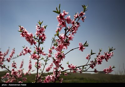 شکوفه های بهاری - همدان