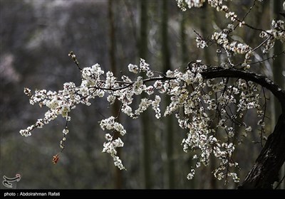 شکوفه های بهاری - همدان