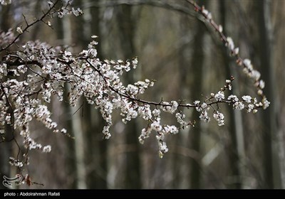 شکوفه های بهاری - همدان