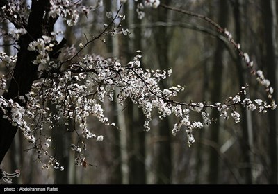 شکوفه های بهاری - همدان