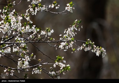 شکوفه های بهاری - همدان