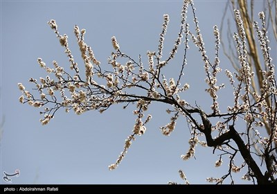 شکوفه های بهاری - همدان
