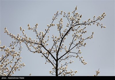 شکوفه های بهاری - همدان