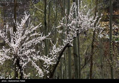 Весенняя природа Ирана - Хамадан