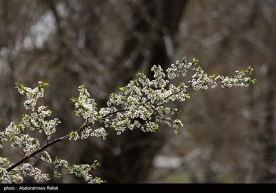 Весенняя природа Ирана - Хамадан