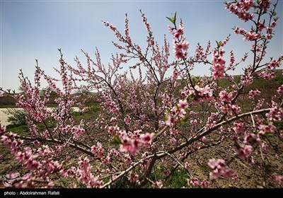 Весенняя природа Ирана - Хамадан
