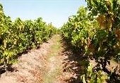 سرما تاکستانهای مشگینشهر را نابود کرد