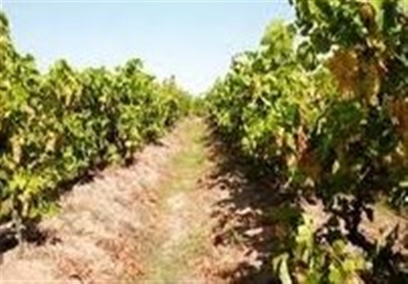 سرما تاکستان‌های مشگین‌شهر را نابود کرد