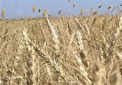 برداشت،جو،شهرستان،خواف،كمباين،جلگه