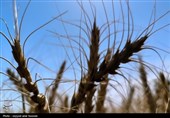 کاهش 40 درصدی قیمت جهانی گندم از 3 سال گذشته