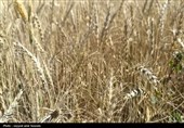 کاهش تولید گندم در کشور