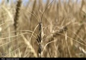برداشت گندم در ایلام آغاز شد