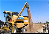تحویل 10 هزار تن گندم به مراکز خرید استان بوشهر