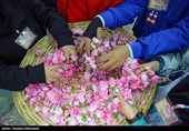 جشنواره گلاب و گلابگیری در پارک پرواز