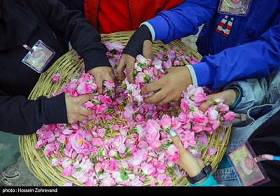 جشنواره گلاب و گلابگیری در پارک پرواز