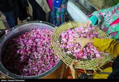 برگزاری جشنواره گلاب در شهرستان تاریخی سلطانیه