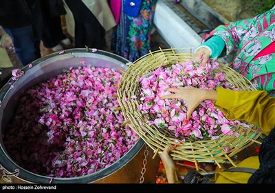جشنواره گلاب و گلابگیری در پارک پرواز