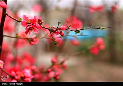 طبیعت بهاری ابهر - زنجان