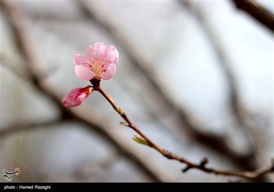طبیعت بهاری ابهر - زنجان