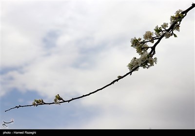 طبیعت بهاری ابهر - زنجان