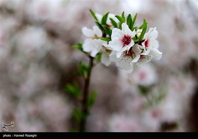طبیعت بهاری ابهر - زنجان