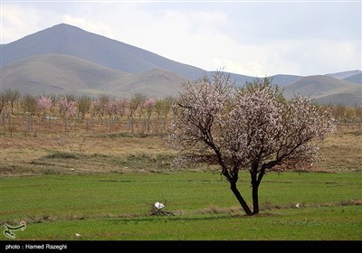 طبیعت بهاری ابهر - زنجان