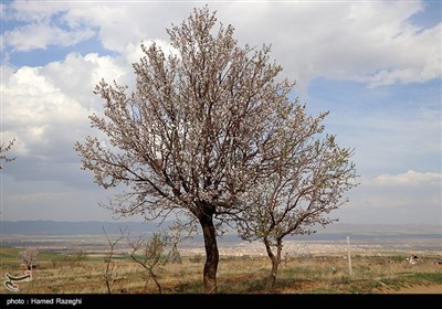 طبیعت بهاری ابهر - زنجان
