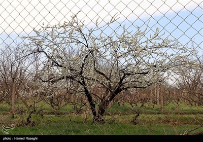 طبیعت بهاری ابهر - زنجان