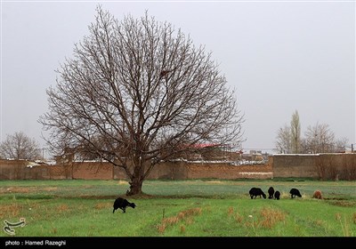 طبیعت بهاری ابهر - زنجان