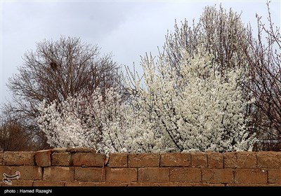 طبیعت بهاری ابهر - زنجان