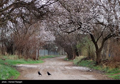 طبیعت بهاری ابهر - زنجان