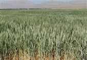 پیش بینی برداشت بیش از 5 هزار تن گندم در بردسکن