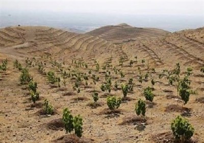 رضوي،خراسان،طرح،درخت،مردمي،طبيعي،منابع،كشور،اصله،شكاري