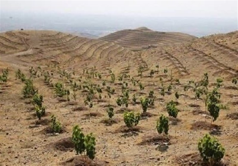 رضوي،خراسان،طرح،درخت،مردمي،طبيعي،منابع،كشور،اصله،شكاري
