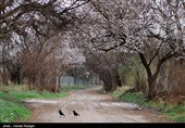 Весенняя природа Ирана - Зенджан