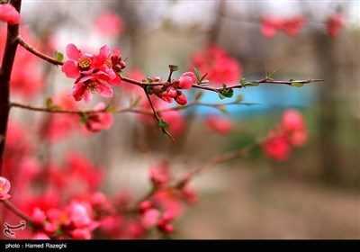Весенняя природа Ирана - Зенджан