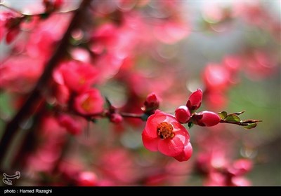 Весенняя природа Ирана - Зенджан