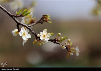Весенняя природа Ирана - Зенджан