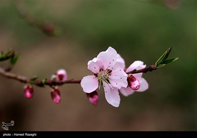 Весенняя природа Ирана - Зенджан